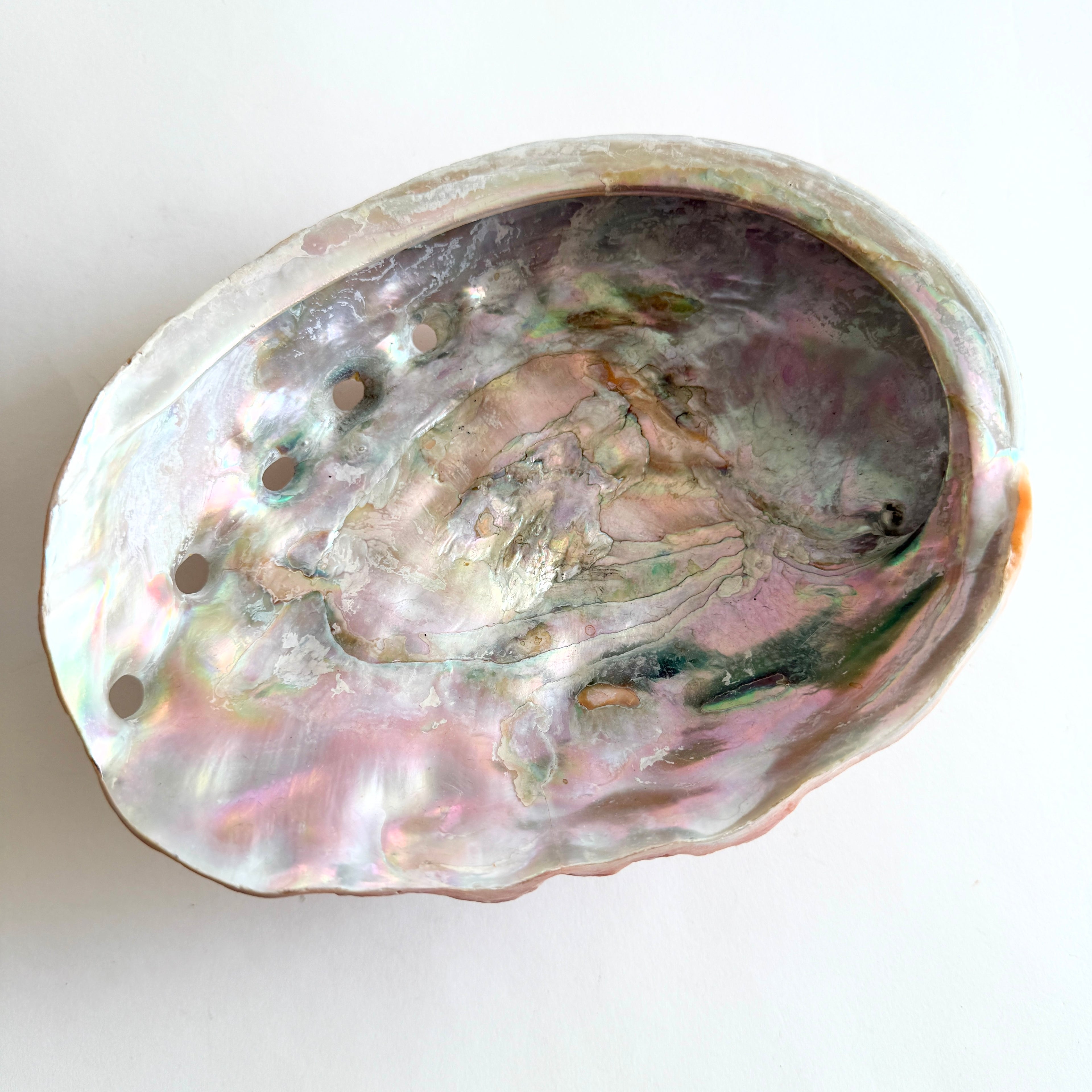 Close-up of the interior nacre 'growth ripples' and the intense natural luster of the red abalone specimen.